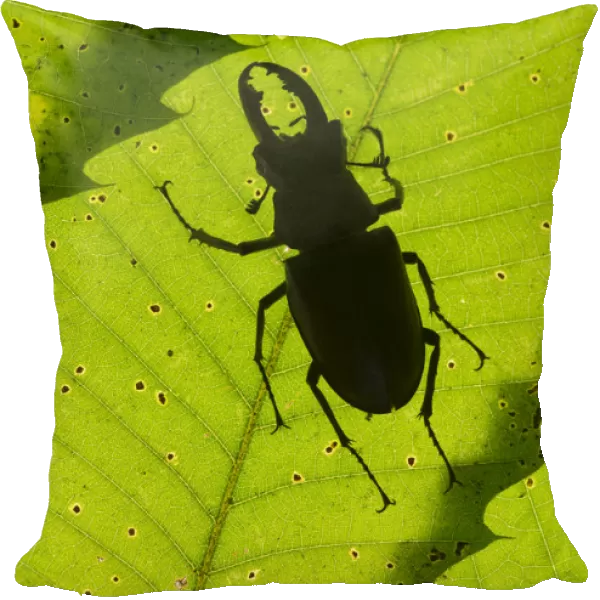 Stag beetle (Lucanus cervus) male silhouetted against leaf, controlled conditions