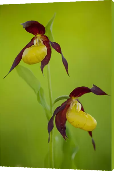 Two Ladys slipper orchids (Cypripedium calceolus) in flower in spring in woodland