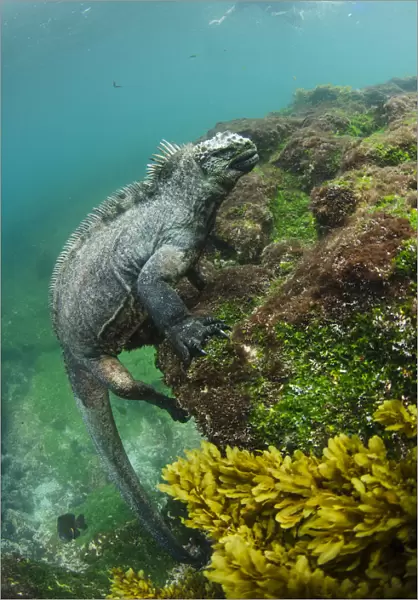Marine iguana (Amblyrhynchus cristatus) underwater. Fernandina Island. Galapagos, Endemic Species
