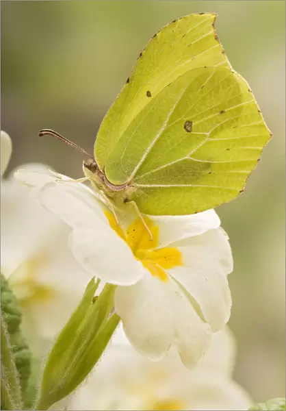 Brimstone butterfly (Gonepteryx rhamni) Male at rest on Primrose flower, West Sussex