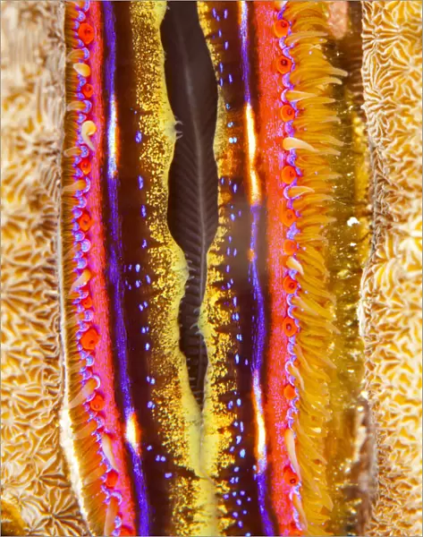 Coral clam (Pedum spondyloideum) close up, Maldives, Indian Ocean
