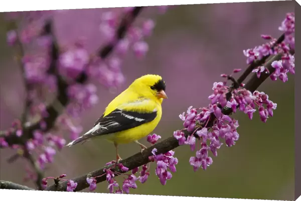 American goldfinch (Carduelis tristis) male in breeding plumage, perched in Eastern
