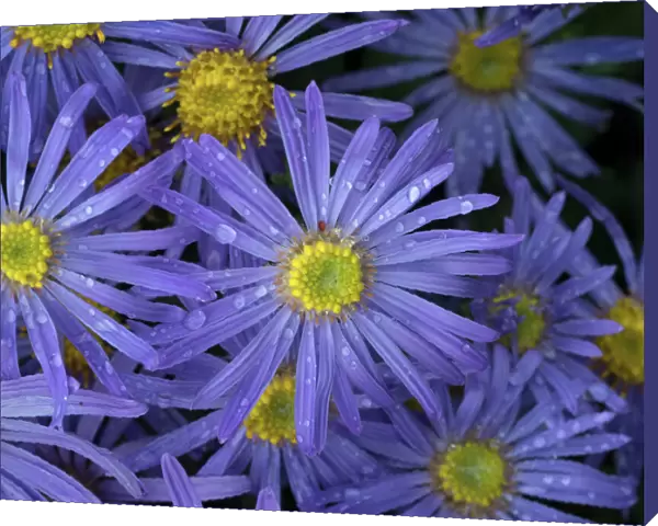 Michaelmas daisy (Aster amellus) flowers in garden