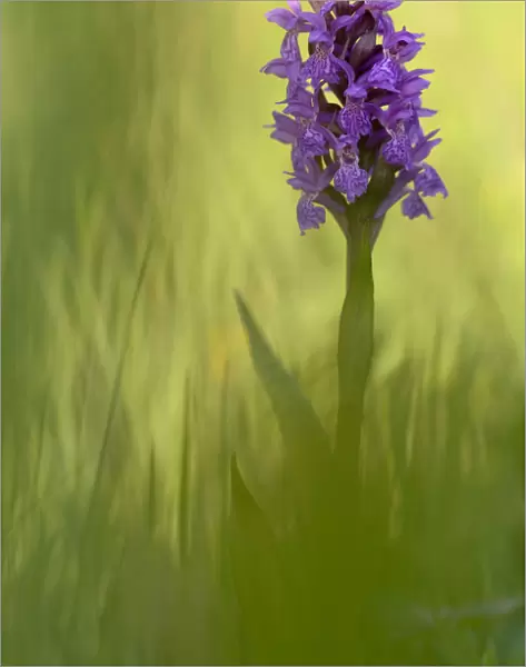 Irish march orchid (Dactylorhiza majalis) in flower, Sainte Marguerite, France, May