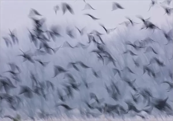 Jackdaws (Corvus monedula) and Rooks (Corvus frugilegus) mixed winter flock taking