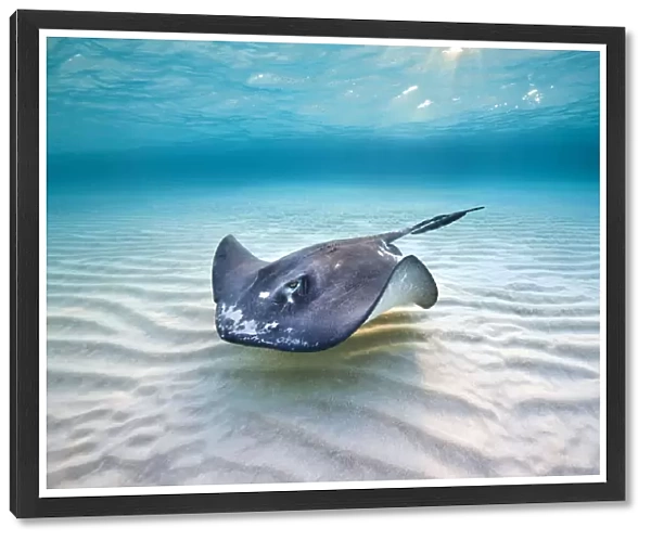 Southern stingray (Hypanus americanus) female swimming over a shallow sand bank, under morning sun