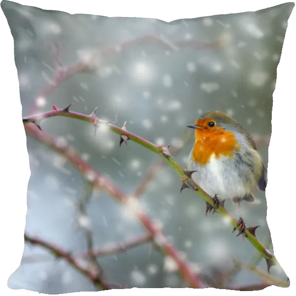 Robin (Erithacus rubecula) in snow, Titchwell, Norfolk, January