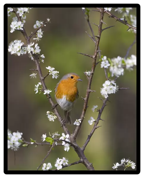 Robin (Erithacus rubecula) perched amongst Blackthorn (Prunus spinosa) blossom, UK