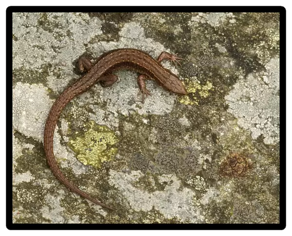 Viviparous  /  Common lizard (Zootoca  /  Lacerta vivipara) basking on rock, Staffordshire