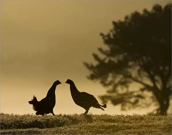 Silhouette of two male Black grouse (Tetrao tetrix) displaying at lek at dawn, Cairngorms NP