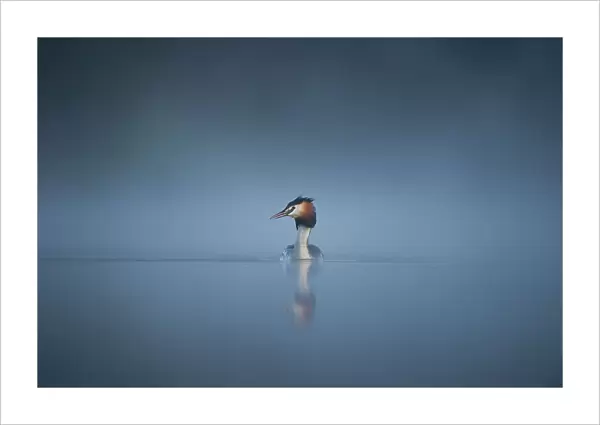 Great crested grebe (Podiceps cristatus) adult emerges from a thick mist into dawn sunlight, Derbyshire, UK, April. 2020VISION Book Plate