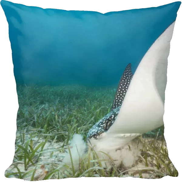 White spotted eagle ray (Aetobatus narinari) feeding by digging in the sand and seagrass
