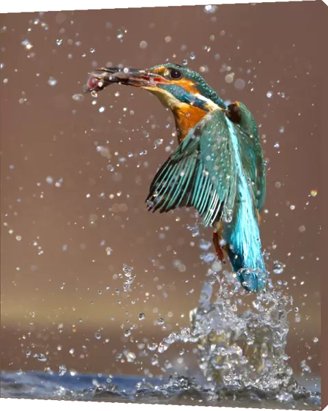 Kingfisher (Alcedo atthis) flying up from water with caught fish, Worcestershire