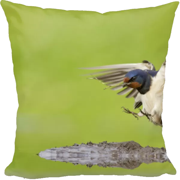Barn swallow (Hirundo rustica) collecting mud for nest building, June, Scotland, UK