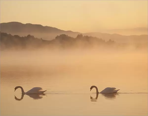 Two Mute swans (Cygnus olor) on River Spey at dawn, Cairngorms National Park, Scotland