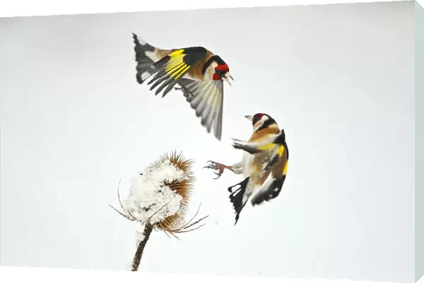 Two Goldfinches (Carduelis carduelis) squabbling over Common teasel (Dipsacus fullonum)