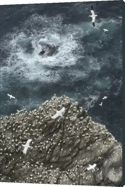 Cliff top view of a gannet (Morus bassanus) colony. Shetland Islands, Scotland, UK, July