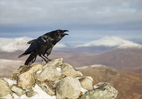 Raven (Corvus corax) adult calling from rock in mountain habitat, Scotland, UK. November