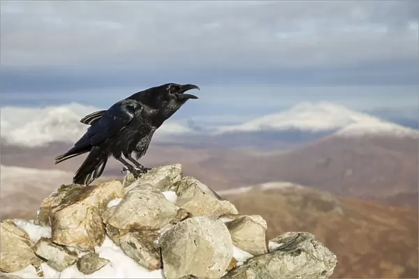 Raven (Corvus corax) adult calling from rock in mountain habitat, Scotland, UK. November