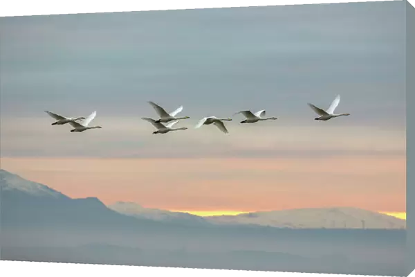 Whooper swans (Cygnus cygnus), flying at sunset, Caerlaverock Wildfowl & Wetland Trust WWT