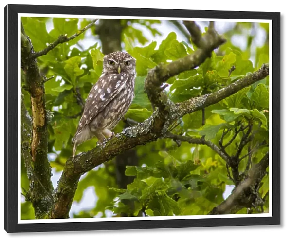 Little owl (Athene noctua), Monmouthshire, Wales, UK, July