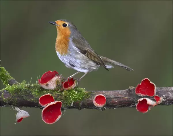 Robin (Erithacus rubecula) on branch with Scarlet elfcup fungus (Sarcoscypha coccinea) spring