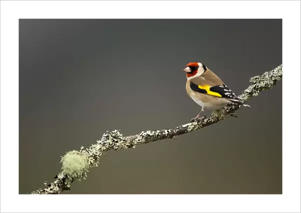 RF- Goldfinch (Carduelis carduelis) perched on branch. Worcestershire, UK. February