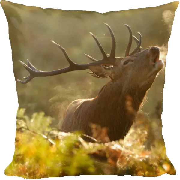 Red deer stag (Cervus elaphus) bellowing in rutting season in morning with steam