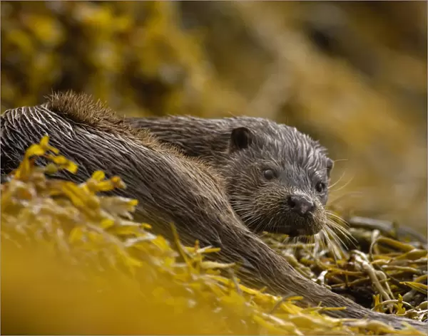 European river otter (Lutra lutra) adult amongst seaweed, Isle of Mull, Scotland, UK