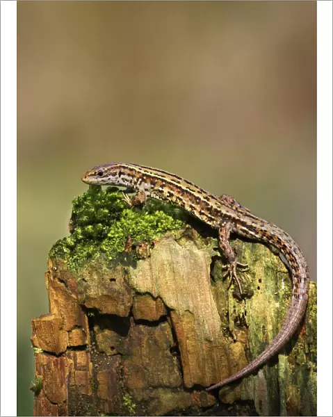 Common  /  Viviparous lizard (Lacerta vivipera) on mossy stone. Derbyshire, UK, April