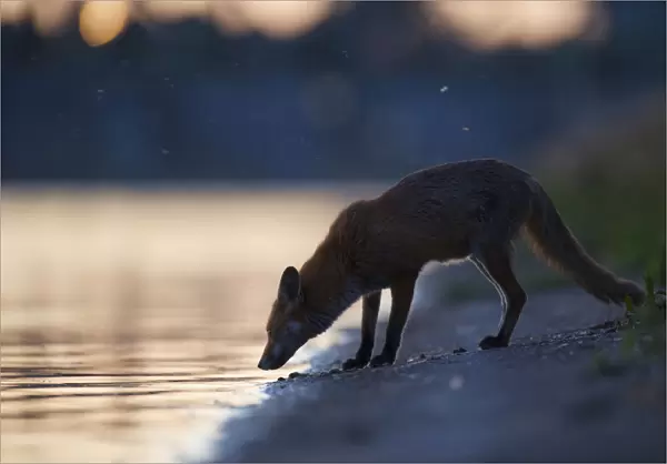 Urban Red fox (Vulpes vulpes) at waters edge, London, May