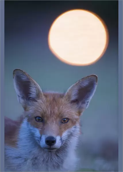 Urban Red fox (Vulpes vulpes) portrait, withlight behind, London, June