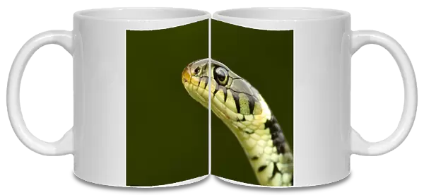 Grass Snake (Natrix natrix) portrait, Staffordshire, England, UK, April