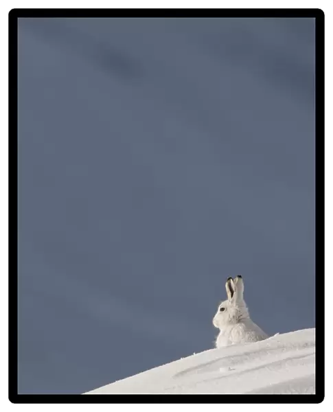Mountain hare (Lepus timidus) sitting on a ridge, in winter coat in snow, Cairngorms NP