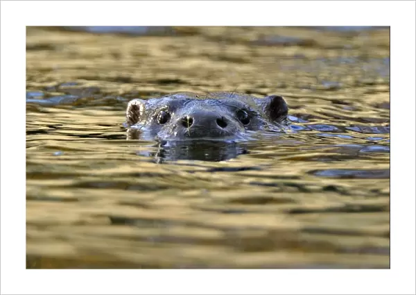 European river otter (Lutra lutra) swimming with head stickig above water, river