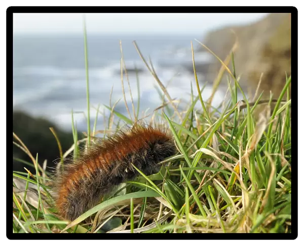 Fox moth caterpillar (Macrothylacia rubi) crawling along grassy cliff edge, near Bude