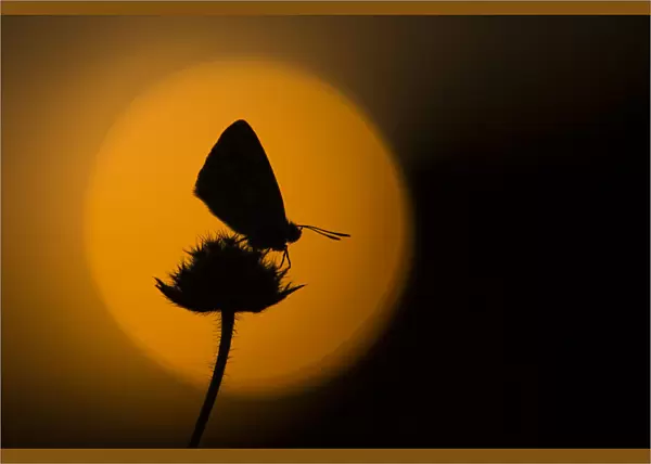 Chalkhill blue adult (Lysandra coridon) silhouetted at dusk against red sky, Cambridgeshire