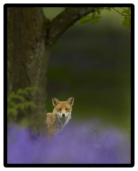 Red fox (Vulpes vulpes) peering from behind tree with bluebells in foreground, Cheshire