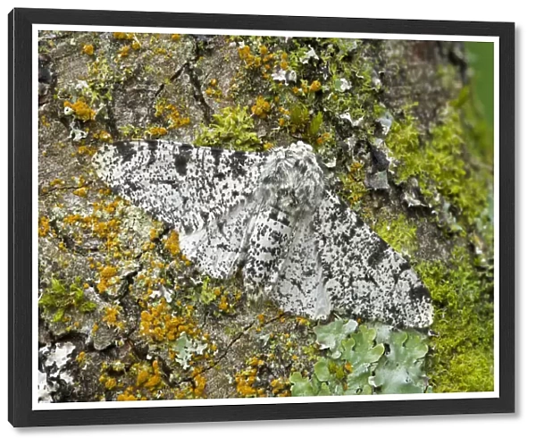 Peppered moth (Biston betularia) camouflaged among lichens, Banbridge, County Down