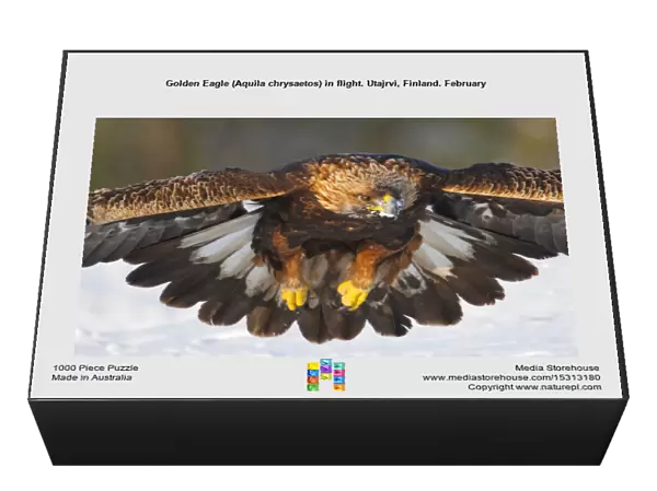Golden Eagle (Aquila chrysaetos) in flight. Utajrvi, Finland. February