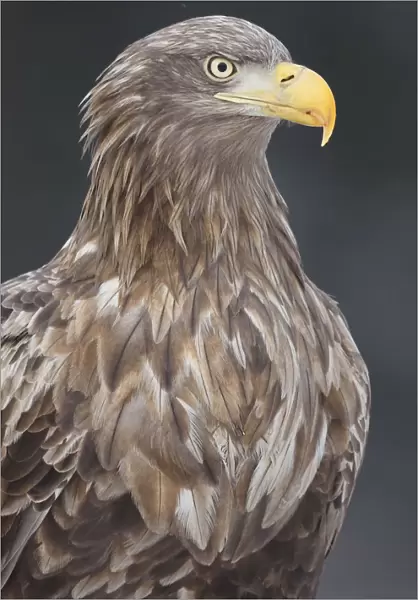 White tailed eagle  /  Erne (Haliaeetus albicilla) portrait, Flatanger, Nord-Trondelag
