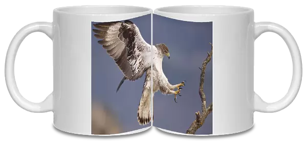 Bonellis eagle or Eurasian hawk-eagle, Hieraetus fasciatus or Aquila fasciata