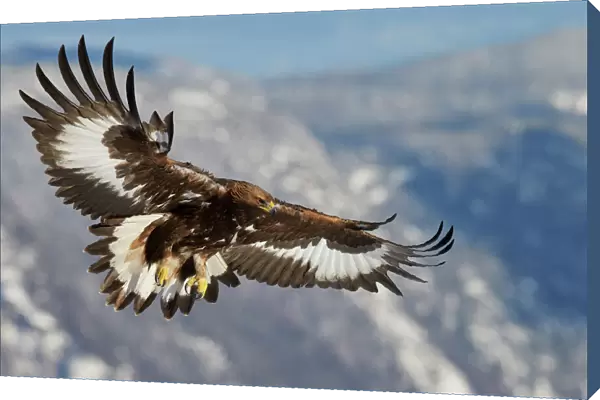 Golden Eagle (Aquila chrysaetos) juvenile in flight, Norway, November