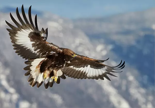 Golden Eagle (Aquila chrysaetos) juvenile in flight, Norway, November