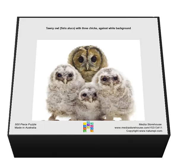 Tawny owl (Strix aluco) with three chicks, against white background