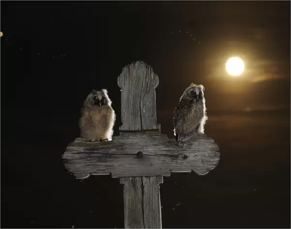 Long eared owl (Asio otus) chicks perched on a cross, with the moon, in the background