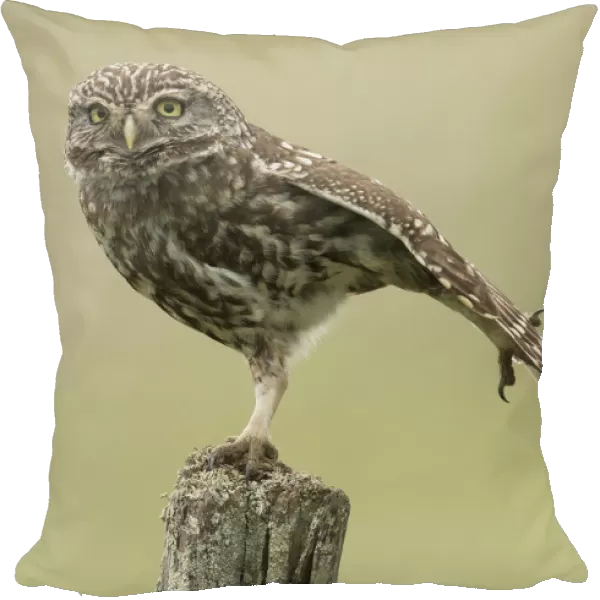 Little owl (Athene noctua) perched on a fence post, stretching its wings, Castro Verde