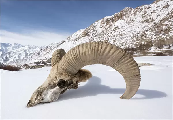 Skull of male Urial sheep (Ovis vignei) on snow covered slope. Himalayas near Ulley