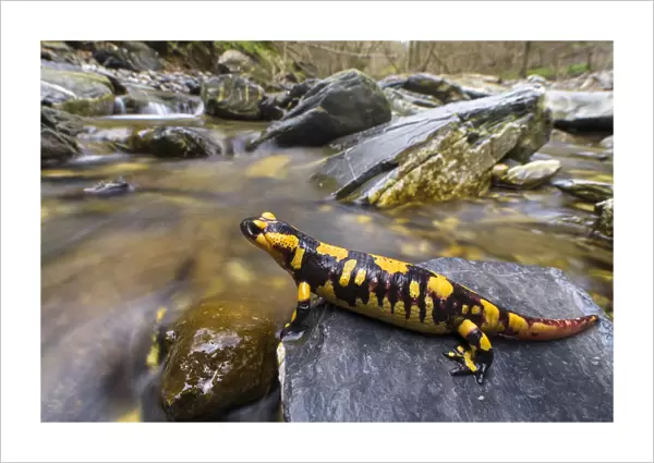 Fire salamander (Salamandra salamandra) female almost ready to give birth to her