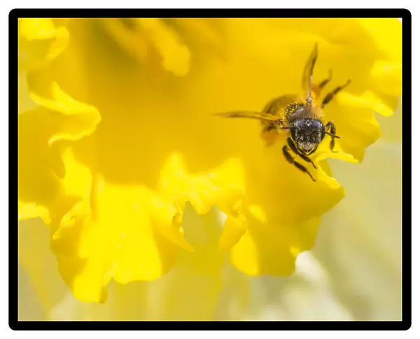 Mining bee (Andrena sp. ) at Daffodil (Narcissus sp. ) flower, Monmouthshire, Wales